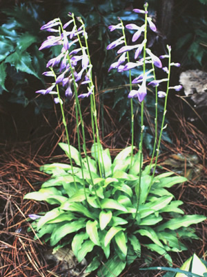 Hosta clausa var causa